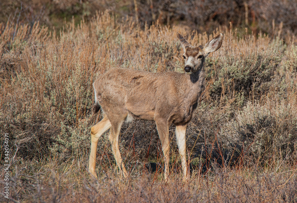 deer in the wild deer in the wild