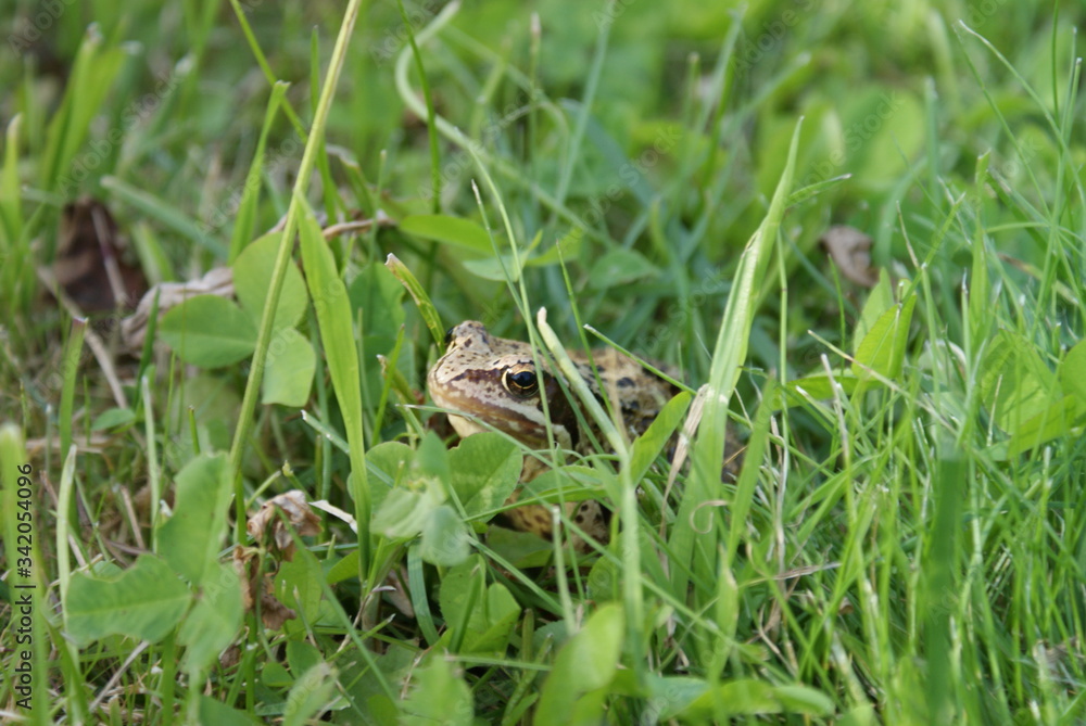 frog on the grass frog on the grass