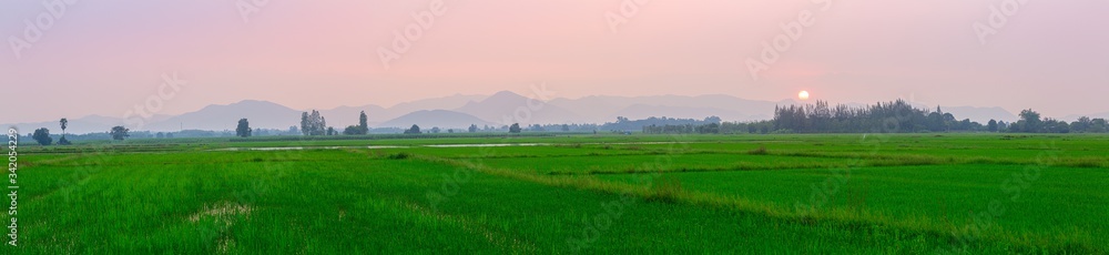 Green rice seedlings in a paddy rice field with beautiful sky and cloud, The sun setting over a mountain range in the background panorama ,
