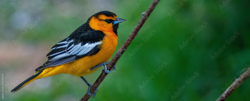 Εκτύπωση καμβά Bullocks Oriole on a green background perched on a small branch in Southeastern