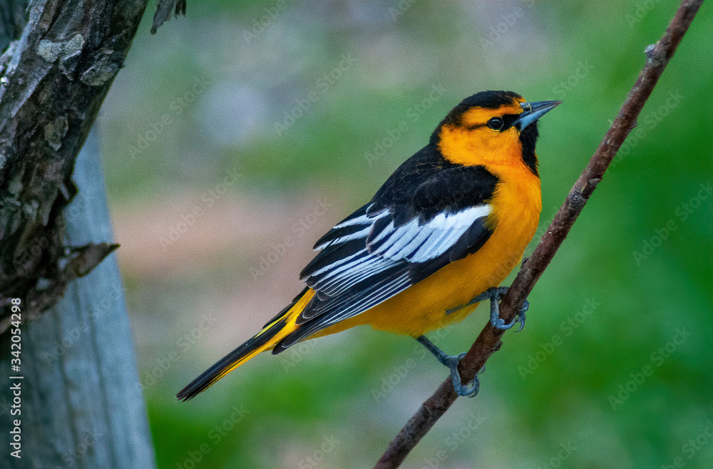 Bullocks Oriole on a green background perched on a small branch in Southeastern Idaho Bullocks Oriole on a green background perched on a small branch in Southeastern Idaho