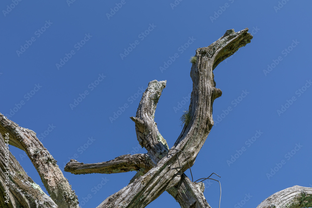 Sunlight on a collection of gnarly branches, checked wood with moss, isolated against a deep blue sky, horizontal aspect Sunlight on a collection of gnarly branches, checked wood with moss, isolated against a deep blue sky, horizontal aspect