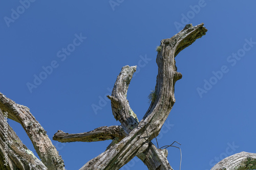 Sunlight on a collection of gnarly branches  checked wood with moss  isolated against a deep blue sky  horizontal aspect