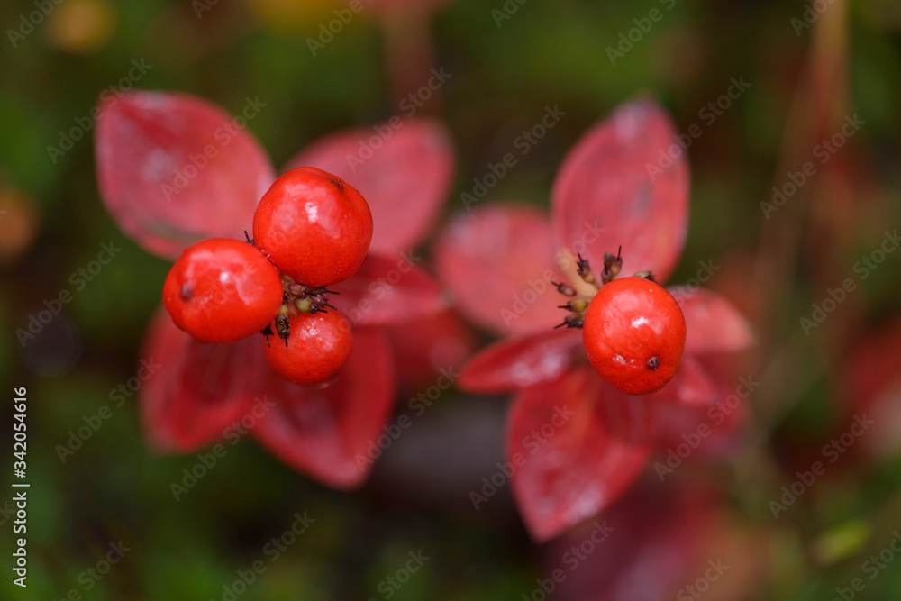 Schwedischer Hartriegel (Cornus suecica) Schwedischer Hartriegel (Cornus suecica)