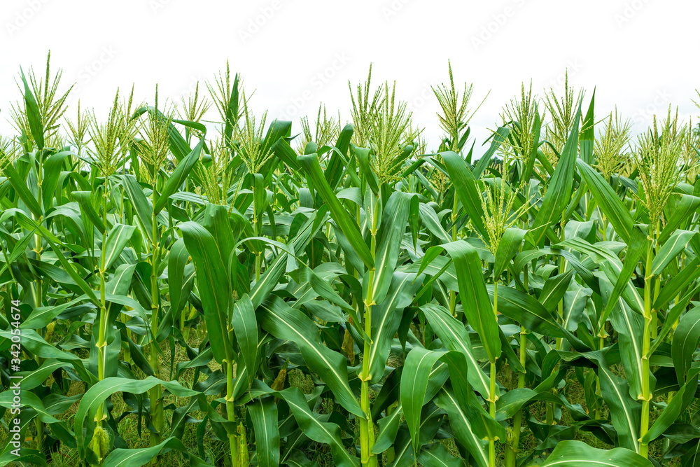 Low angle view of corn field in bloom against bright white sky background,Corn garden isolated on white background ,
