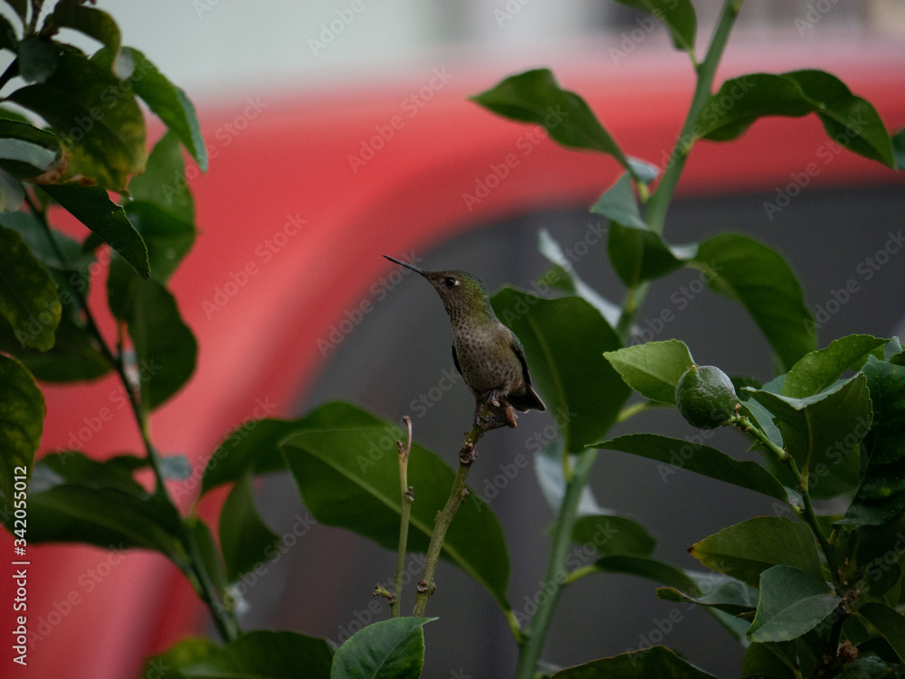 Fototapeta premium Colibri