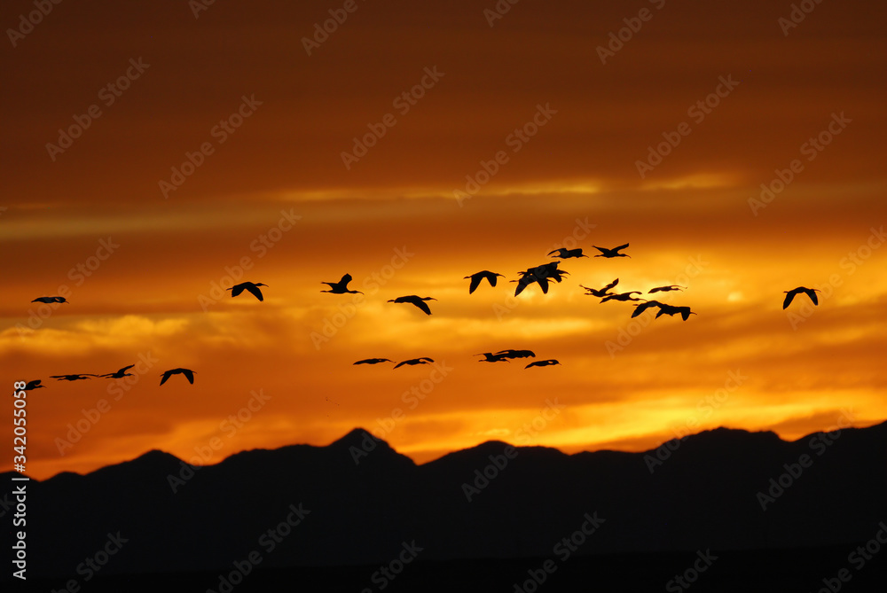 bright, yellow Sunset at Camus National Wildlife Refuge with a flock of white faced ibis in flight in Idaho