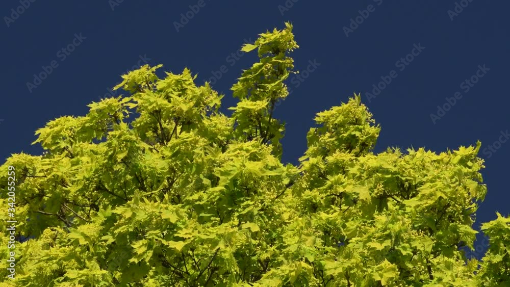 Berlin spring impressions from April 2020, Germany