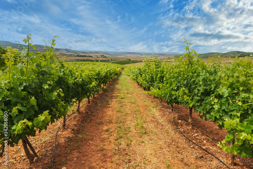 A great vineyard in La Rioja on a clear day