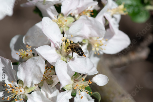 A bee pollinates the flowers of an apple tree. close-up