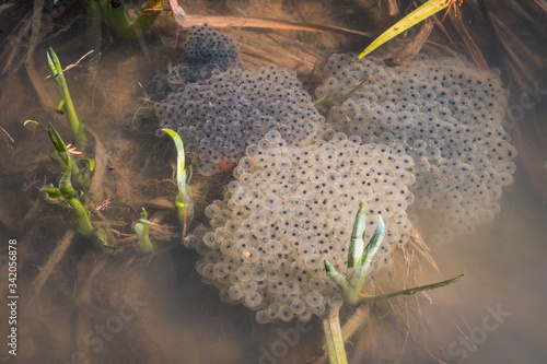 Frog spawn, eggs on the water