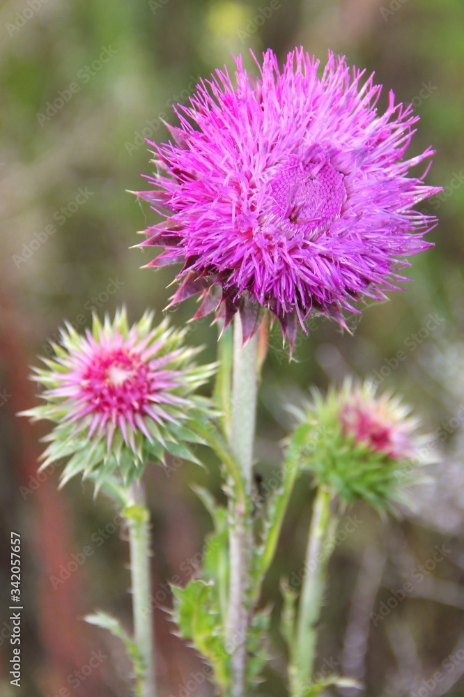 Pink Milk Thistle Silybum Marianum close up on a background of green a meadow. Natural medicinal herbs. Hepatoprotective effect, liver strengthening. Pink Milk Thistle Silybum Marianum close up on a background of green a meadow. Natural medicinal herbs. Hepatoprotective effect, liver strengthening.