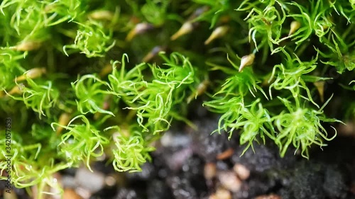 Time-lapse movie of spraying moss