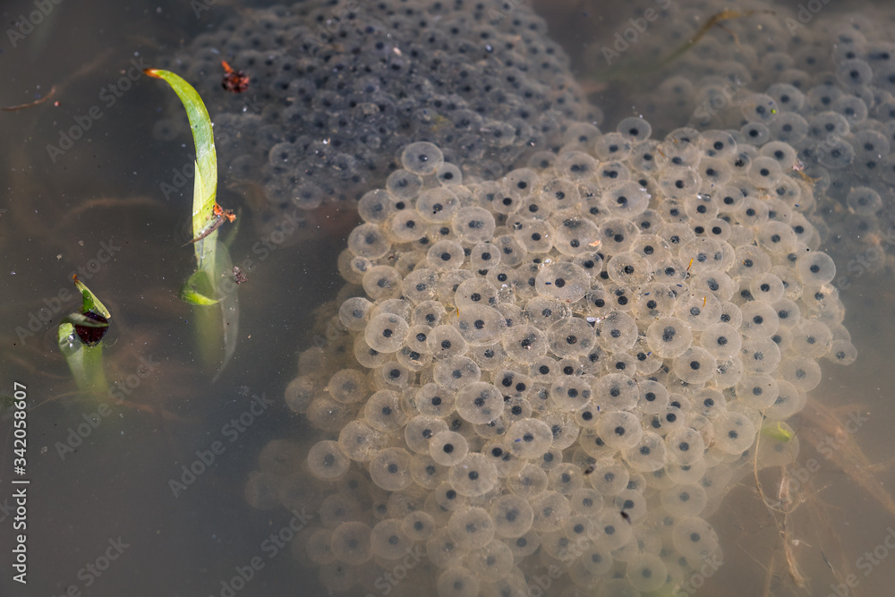 Frog spawn, eggs on the water