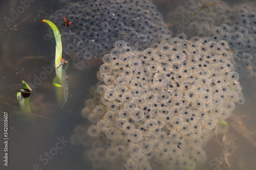 Obraz na płótnie Frog spawn, eggs on the water w salonie