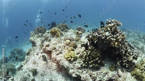 Wallpaper Mural tropical fish and corals underwater ocean scenery colorful Torontodigital.ca