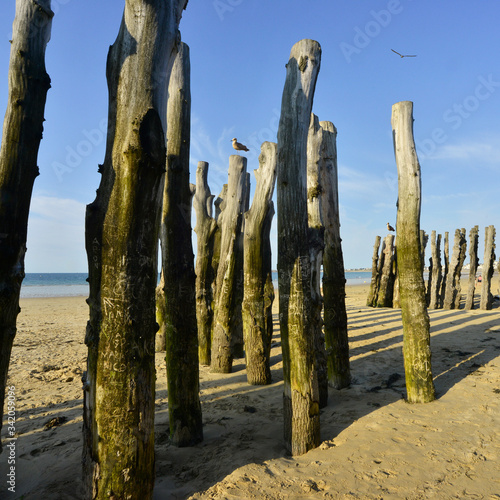 Carré de piquets de bois et goelands à la plage de Saint-Malo (35400), département d'Ile-et-Vilaine en région Bretagne, France