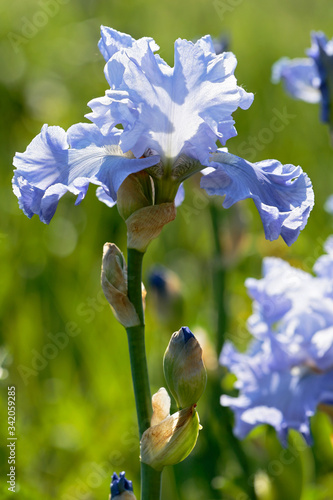 Blooming iris closeup with blurry background