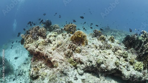 Wallpaper Mural tropical fish and corals underwater ocean scenery colorful Torontodigital.ca