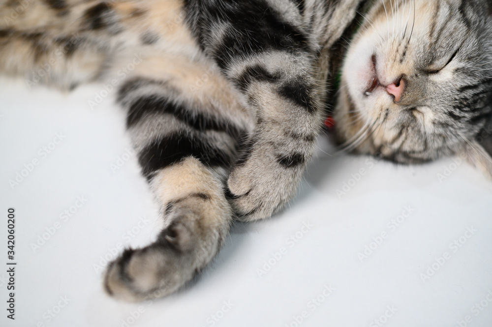 The lazy cat on the white table, American shorthair cat. The lazy cat on the white table, American shorthair cat.