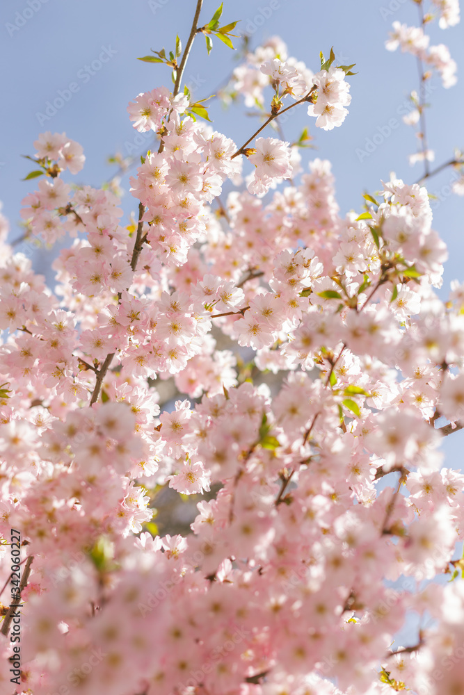 Amazing pink cherry blossoms on the Sakura tree in a blue sky.