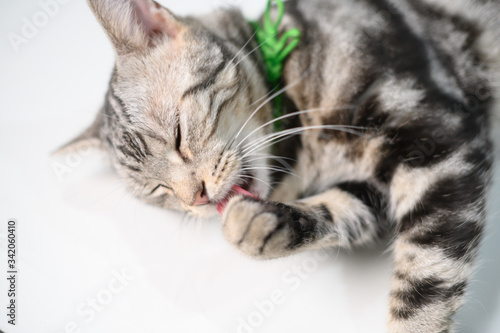 American short-haired cats. Cats clean themselves by licking their paws with their tongue.