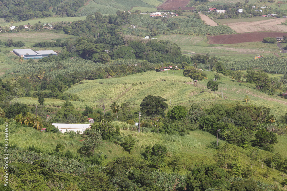 Plantations on the tropical island of Martinique.