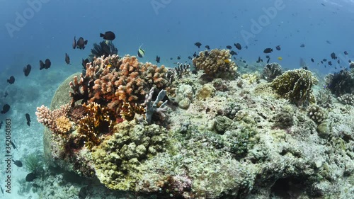 Wallpaper Mural tropical fish and corals underwater ocean scenery colorful Torontodigital.ca