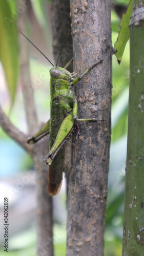 Green grasshopper/locust climbing on tree