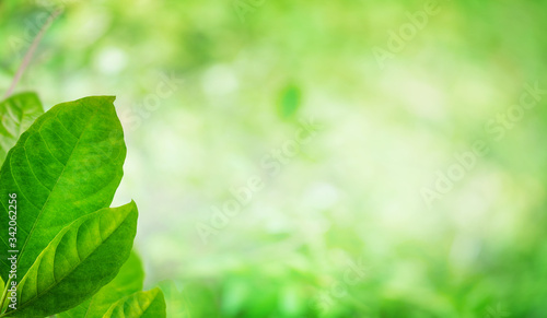 Nature green leaf in summer sunlight with blurred soft green garden in background, Panoramic natural green plants background wallpaper concept