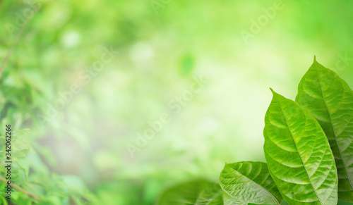 Nature green leaf in summer sunlight with blurred soft green garden in background, Panoramic natural green freshness plants background wallpaper concept