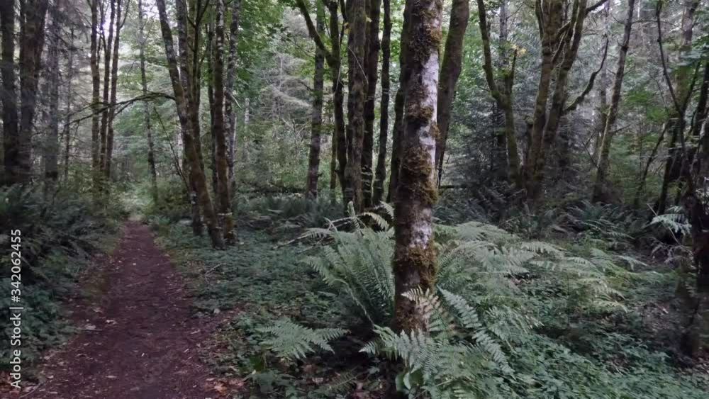 trail leading through a dimly lit rain forest trail leading through a dimly lit rain forest
