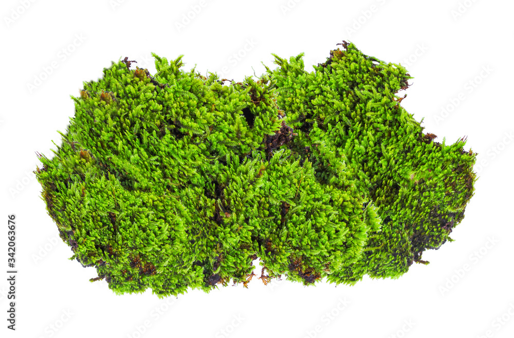 Green moss isolated on white bakground Green moss isolated on white bakground