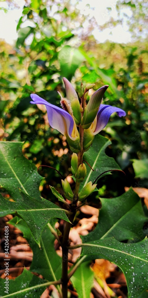Violet flower Violet flower