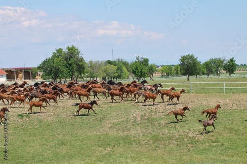 Fototapeta Naklejka Na Ścianę i Meble -  Turkey-Malatya 2017; In Sultansuyu Hara, Safkan Arab race horse is bred for World Equestrian sport.