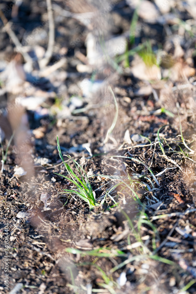 First green grass sprouts First green grass sprouts