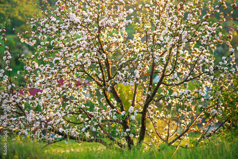 Blooming flowers on fruit trees blooming springtime in garden Blooming flowers on fruit trees blooming springtime in garden