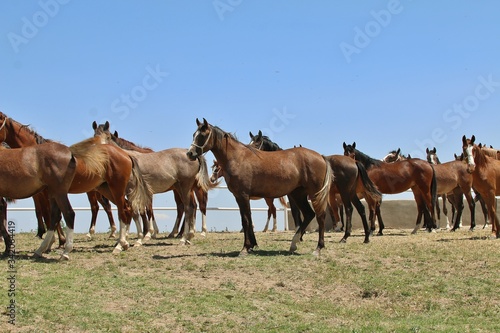 Turkey-Malatya 2017; In Sultansuyu Hara, Safkan Arab race horse is bred for World Equestrian sport.