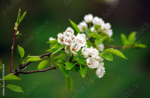 Blooming flowers on fruit trees blooming springtime in garden