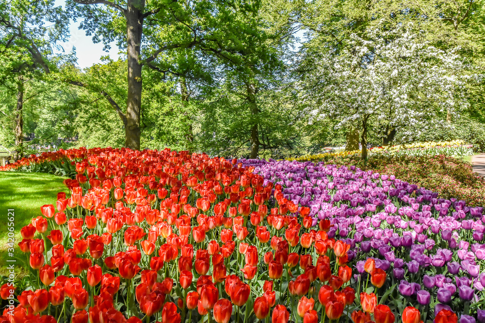 Parque floral de Keukenhof (Lisse, Holanda Meridional, Países Bajos) / Bloemenpark Keukenhof (Lisse, Zuid-Holland, Nederland) Bosque y campo lleno de flores de varios colores