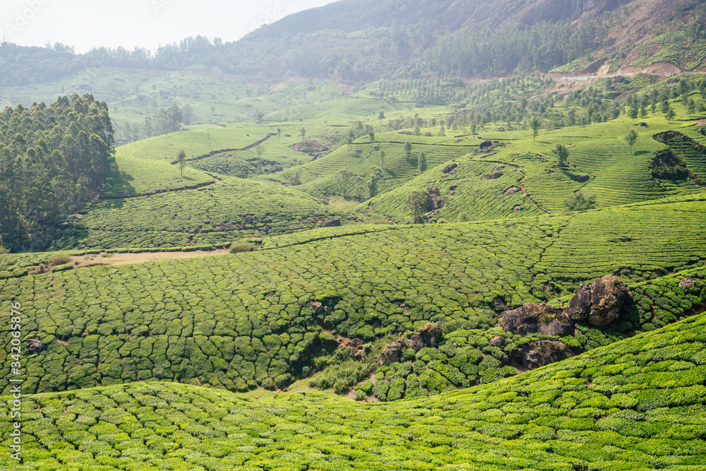 big and sun green plantation of tea in India .