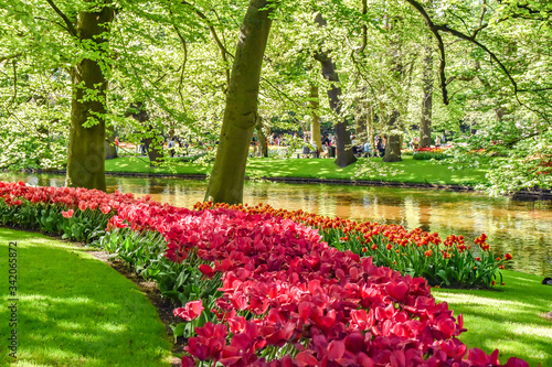 Parque floral de Keukenhof (Lisse, Holanda Meridional, Países Bajos) / Bloemenpa Fototapet