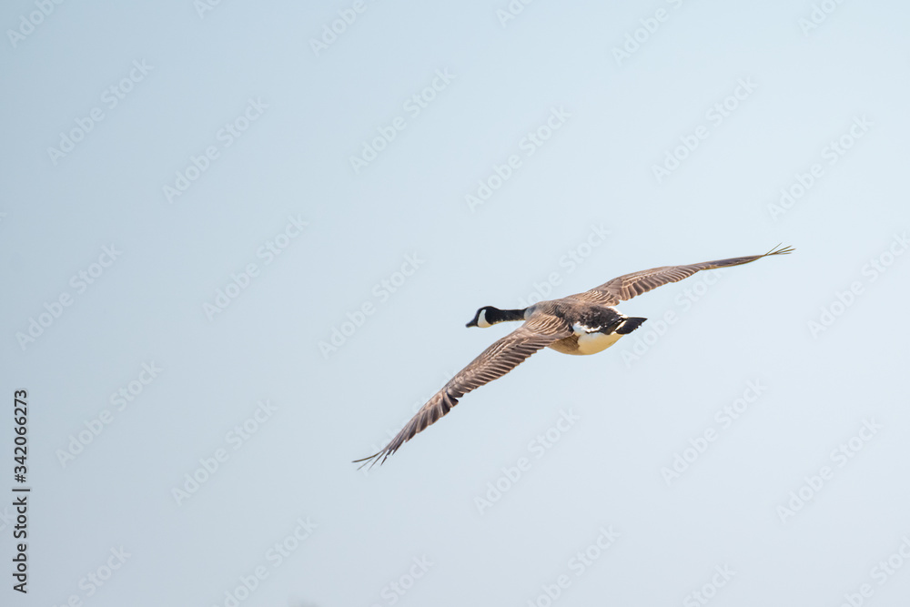 Obraz premium Kanadagans