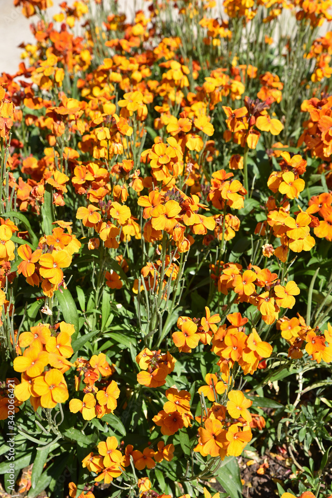 Fototapeta premium Giroflée orange au jardin au printemps