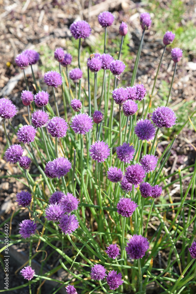 Ciboulette fleurie au printemps