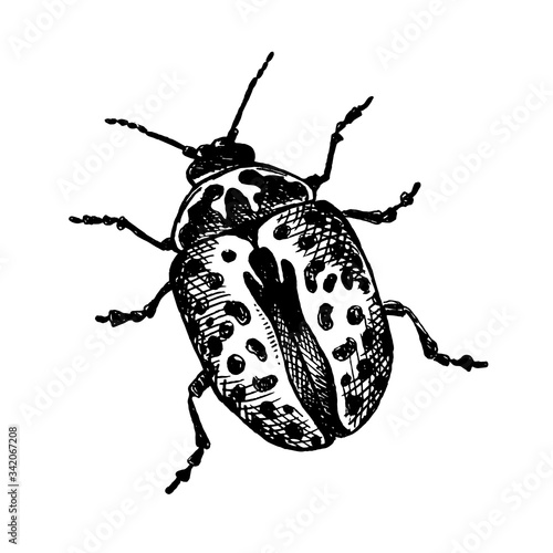 Calligrapha verrucosa_ sketched insect_ Vector doodle