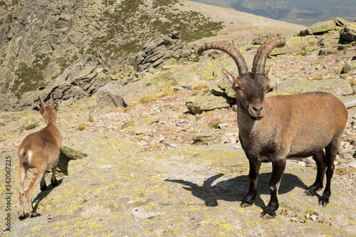 Cabras monteses (Capra pyrenaica victoriae) en el Parque Regional de la Sierra de Gredos.