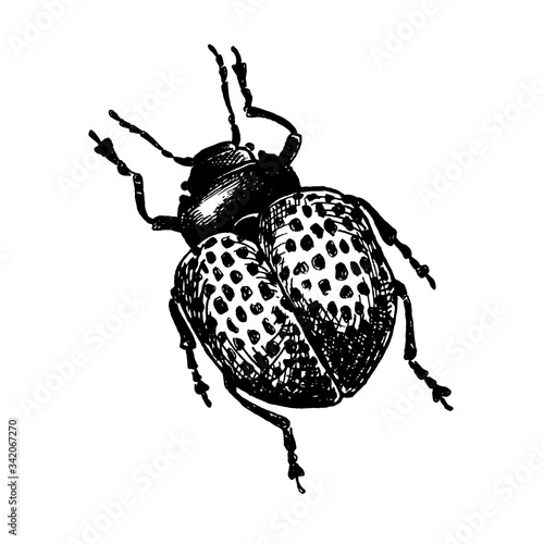 _ sketched insect_ Vector doodle