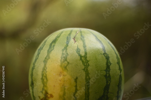 water melon on a green background