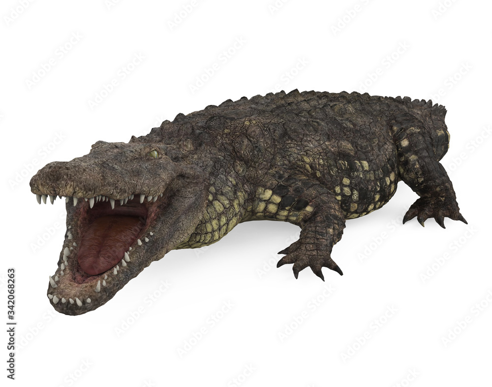 Obraz premium Crocodile Isolated